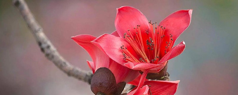 木棉花怎么吃,可冲泡饮用或烹饪