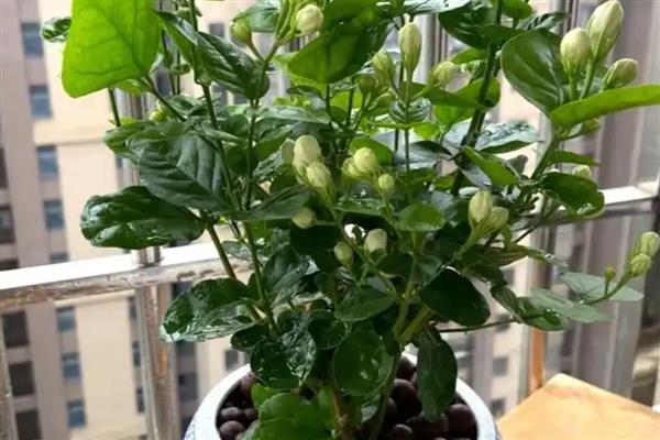 怎么养茉莉花，第一次给水要给透