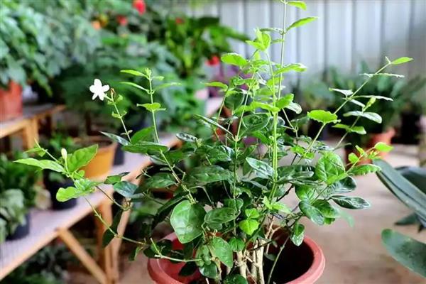 怎么养茉莉花，第一次给水要给透
