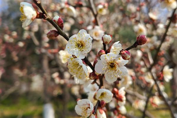 不怕冻不用打理的绿植有哪些，有风信子、蕙兰等