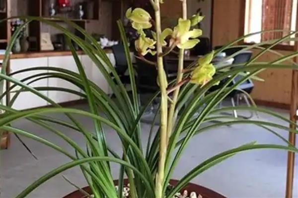 不怕冻不用打理的绿植有哪些，有风信子、蕙兰等