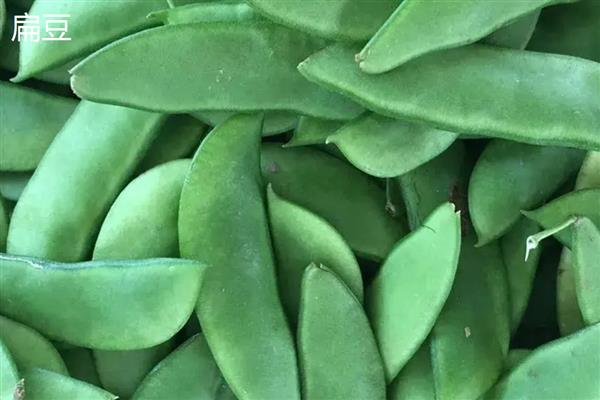 豆角的品种，分为四季豆、豇豆等种类