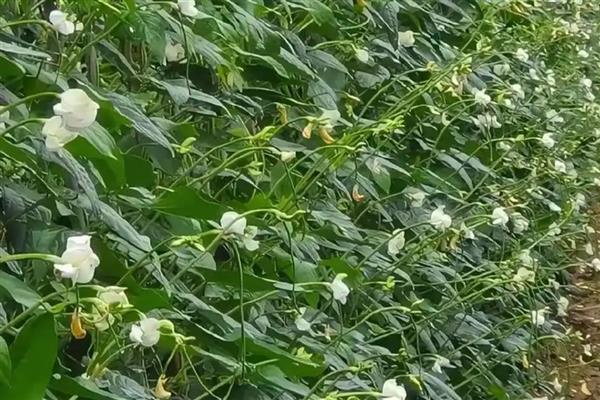 豆角的品种，分为四季豆、豇豆等种类