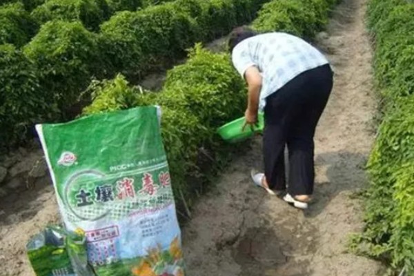 山药的田间管理技术，每株山药只留一个健壮芽