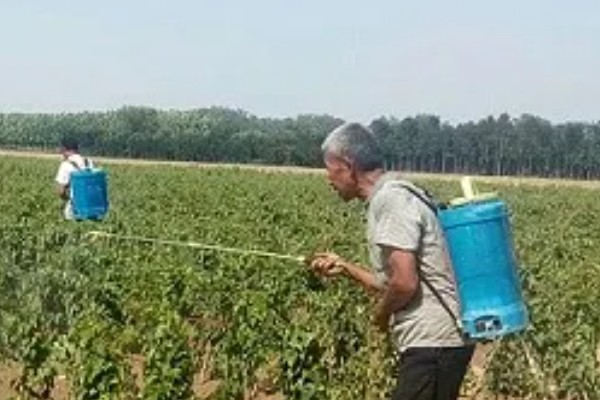 山药的田间管理技术，每株山药只留一个健壮芽