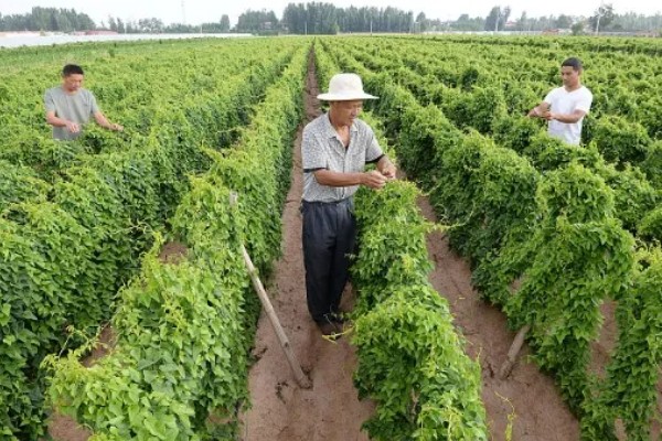 山药的田间管理技术，每株山药只留一个健壮芽