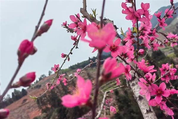 桃花在哪个季节开，会在春季开花
