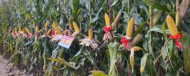 东单1331玉米种的简介，在东华北春玉米区从出苗至成熟需要125天