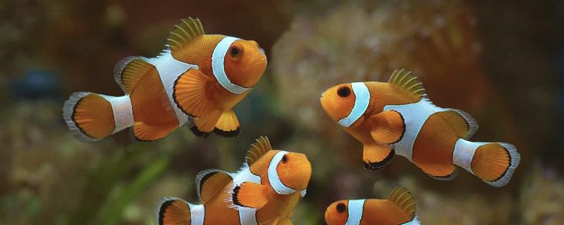 小丑鱼可以活几年，可以活到10至12年