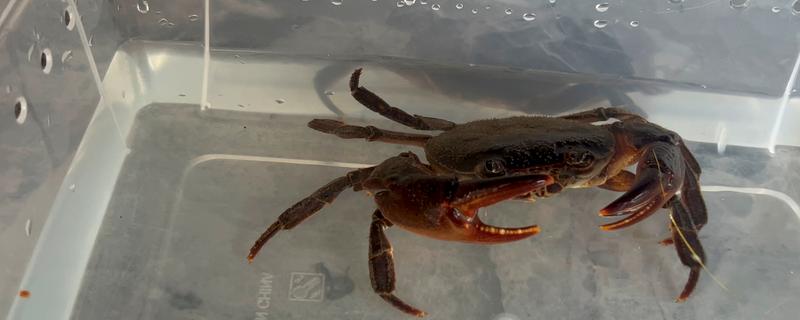 螃蟹有哪些常见品种，一共有600多种
