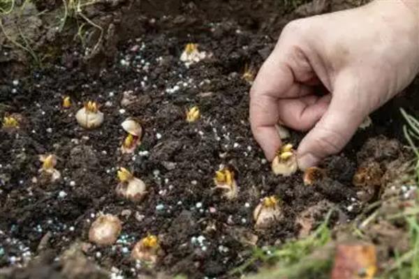 藏红花球茎的栽培方法，喜欢疏松肥沃的沙质土壤