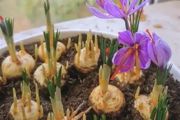 藏红花球茎的栽培方法，喜欢疏松肥沃的沙质土壤