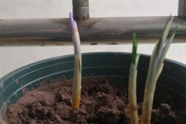 藏红花球茎的栽培方法，喜欢疏松肥沃的沙质土壤