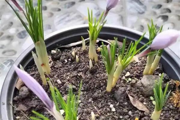 藏红花球茎的栽培方法，喜欢疏松肥沃的沙质土壤