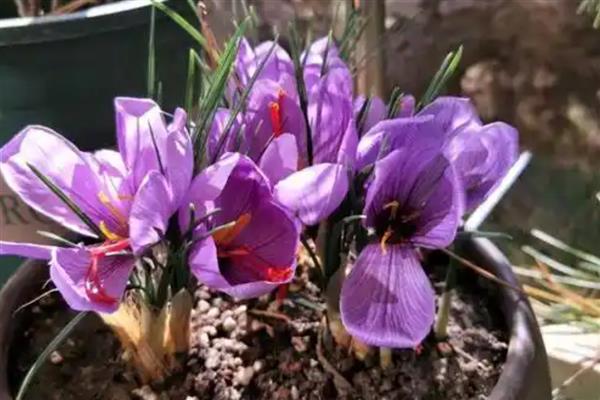 藏红花球茎的栽培方法，喜欢疏松肥沃的沙质土壤