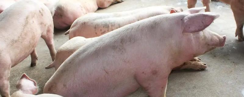 母猪分娩前如何护理，首先保证环境的整洁和舒适