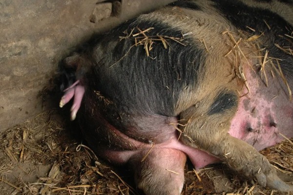 母猪分娩前如何护理，首先保证环境的整洁和舒适