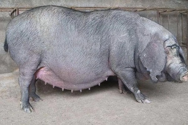 母猪分娩前如何护理，首先保证环境的整洁和舒适