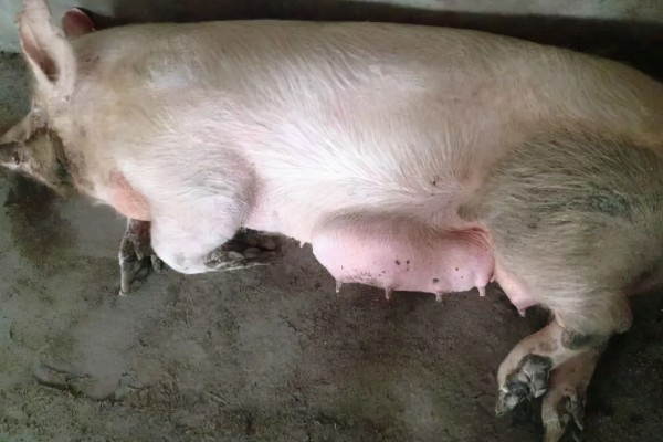 母猪分娩前如何护理，首先保证环境的整洁和舒适