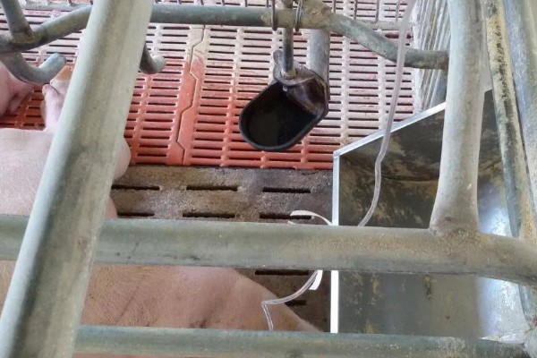 母猪分娩前如何护理，首先保证环境的整洁和舒适