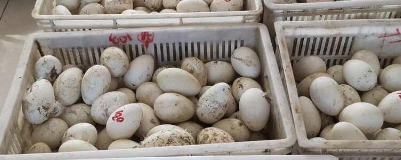 怎么挑选鹅种蛋，可以闻味道或用手摸等