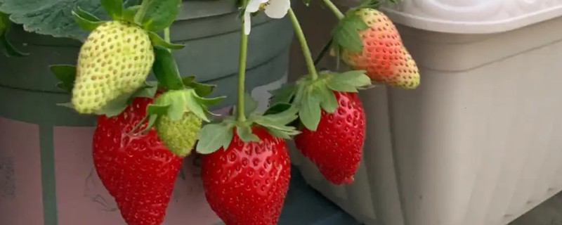 阳台草莓冬天怎么处理，可放进室内养护
