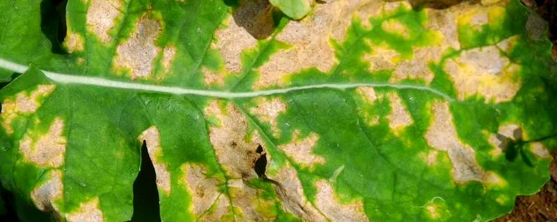 油菜黑斑病的症状，叶片染病初生褐色圆形病斑