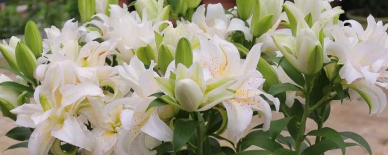 百合花有哪些种类，常见的有香水百合、卷丹百合等