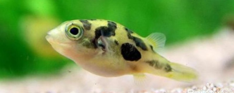 巧克力娃娃鱼怎么养，水温控制在22-29℃
