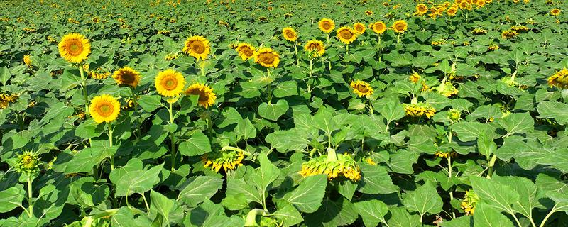 向日葵的种植管理要点，出苗后需及时查苗