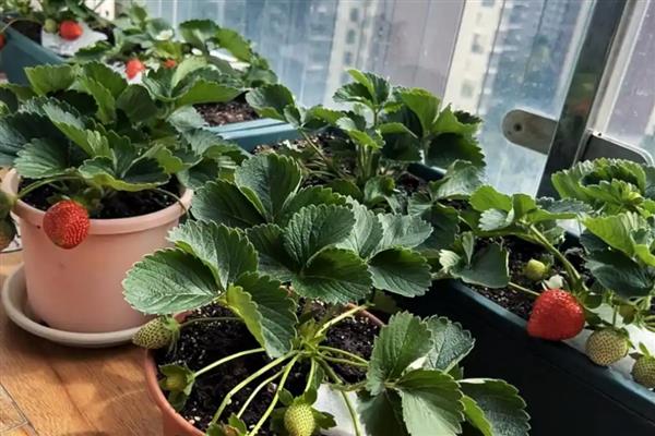 阳台草莓冬天怎么处理,可放进室内养护