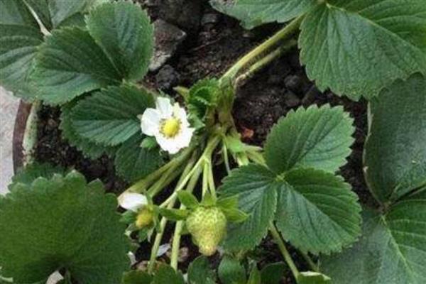 阳台草莓冬天怎么处理,可放进室内养护