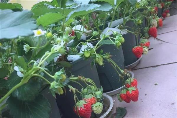 阳台草莓冬天怎么处理,可放进室内养护