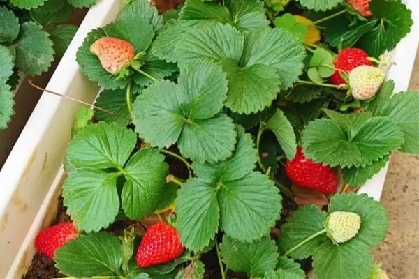 阳台草莓冬天怎么处理,可放进室内养护