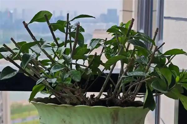 大栀子花如何养殖，适宜生长在湿润的环境中