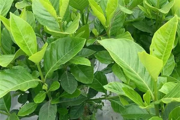 大栀子花如何养殖，适宜生长在湿润的环境中