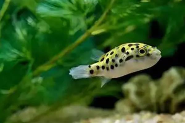 巧克力娃娃鱼怎么养，水温控制在22-29℃