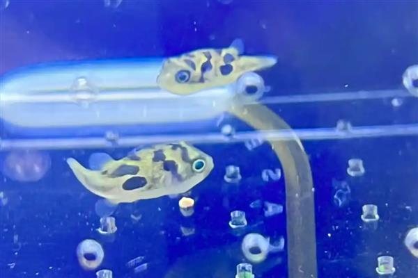 巧克力娃娃鱼怎么养，水温控制在22-29℃