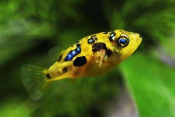 巧克力娃娃鱼怎么养，水温控制在22-29℃