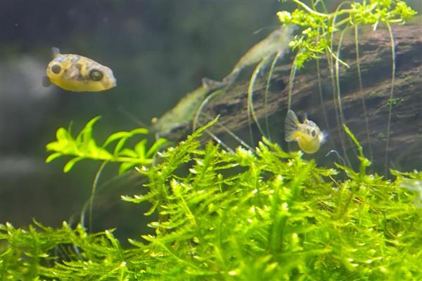 巧克力娃娃鱼怎么养，水温控制在22-29℃