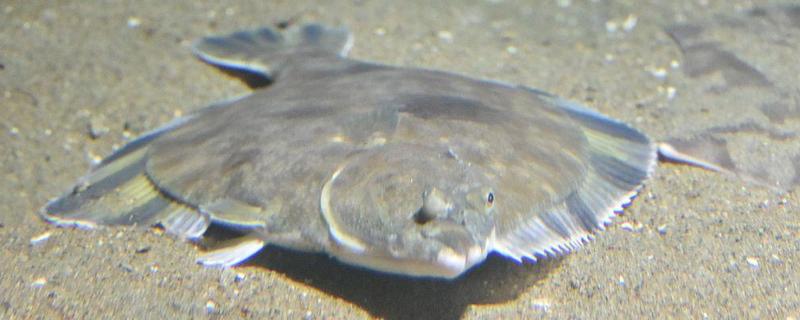 比目鱼的产地，主要产于黄海北部和渤海