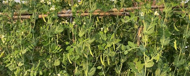 扁豆的种植方法，适合生长在较为温暖的环境中