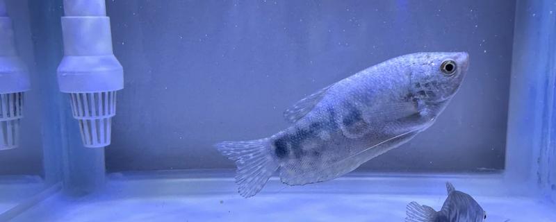 曼龙鱼吃不吃小鱼，正常情况下是不吃小鱼的