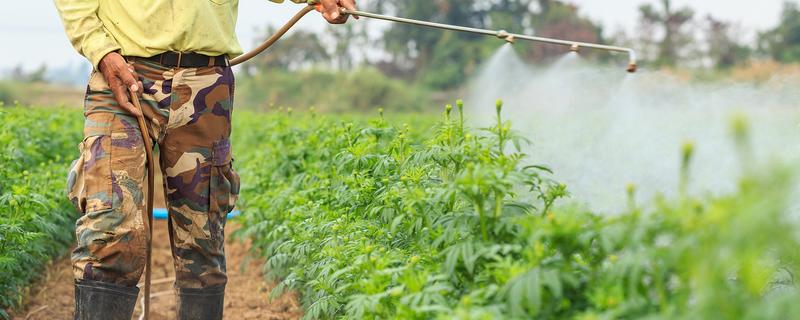 最实用的种菜肥料，根据蔬菜品种来决定