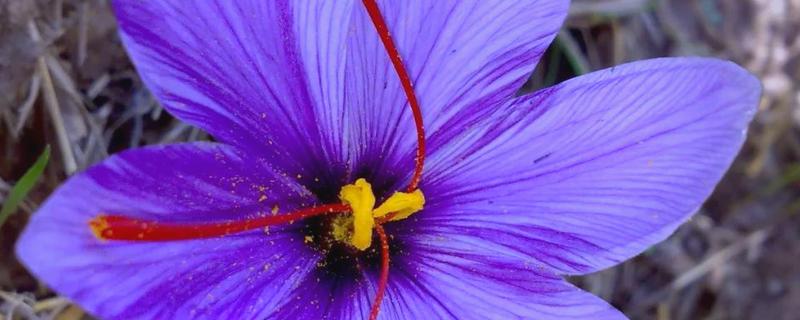 藏红花的养殖方法,生长期5-7天浇水一次