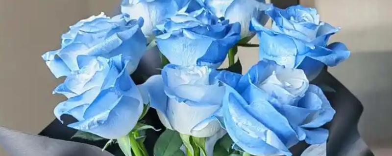 碎冰蓝的花语，寓意拥有灿烂的人生