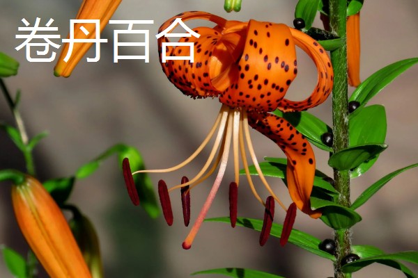 百合花有哪些种类，常见的有香水百合、卷丹百合等