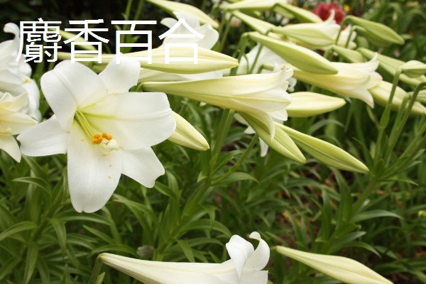 百合花有哪些种类，常见的有香水百合、卷丹百合等