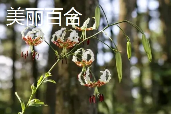 百合花有哪些种类，常见的有香水百合、卷丹百合等