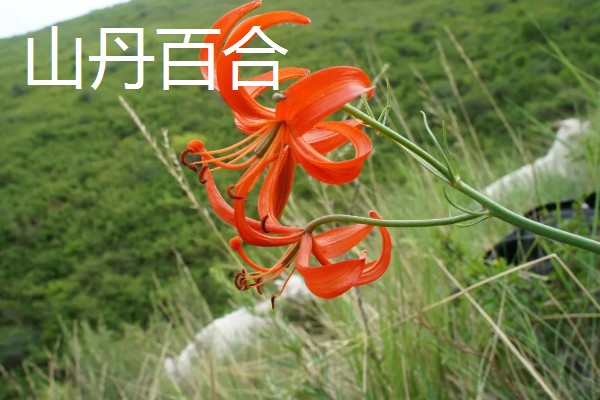 百合花有哪些种类，常见的有香水百合、卷丹百合等